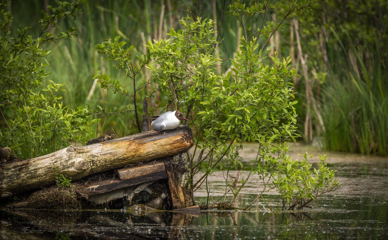 Some birds #2 - My, Birds, Photo, Photo hunting, Longpost, , , Canon 60d, Tamron