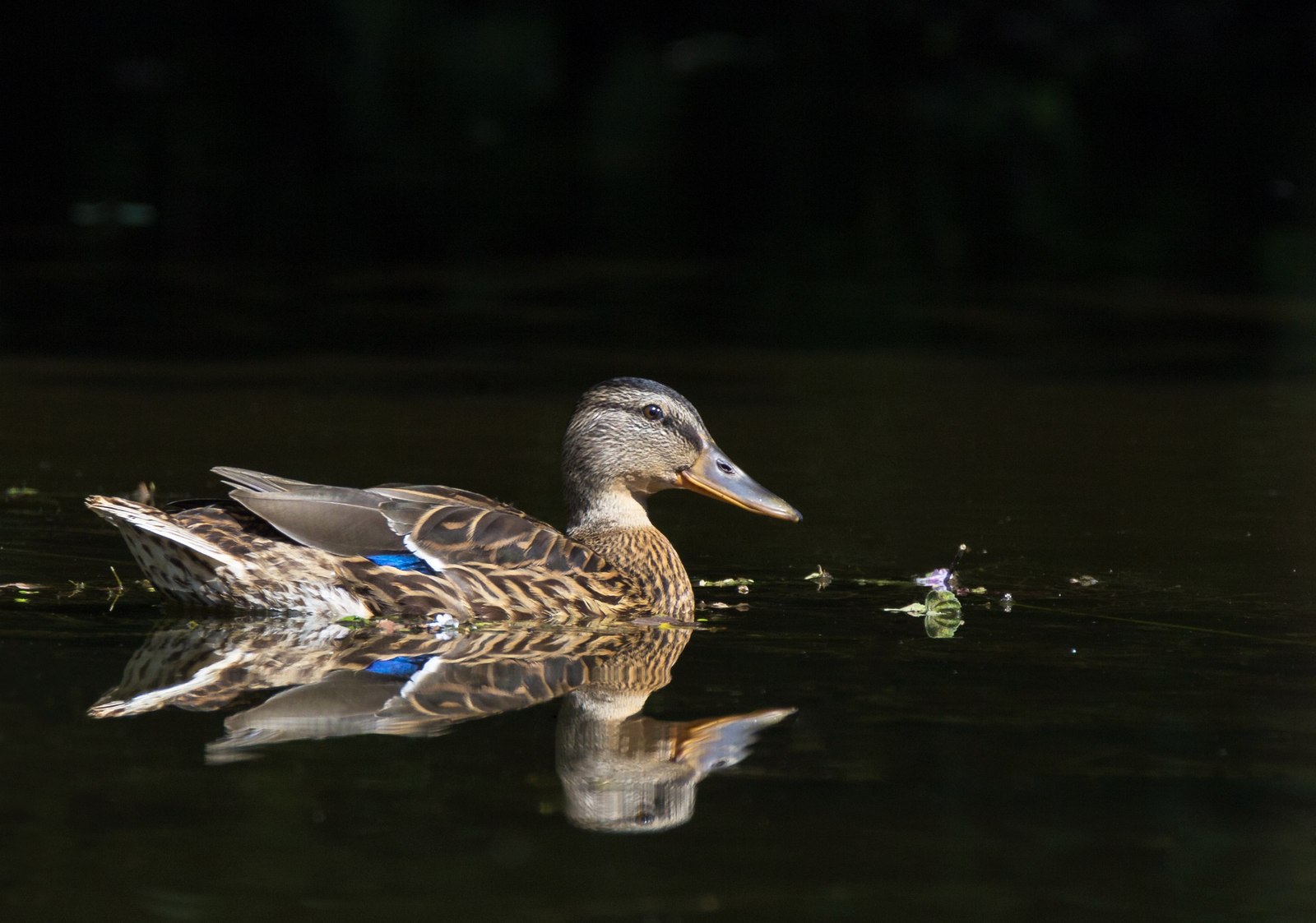 Some birds #2 - My, Birds, Photo, Photo hunting, Longpost, , , Canon 60d, Tamron