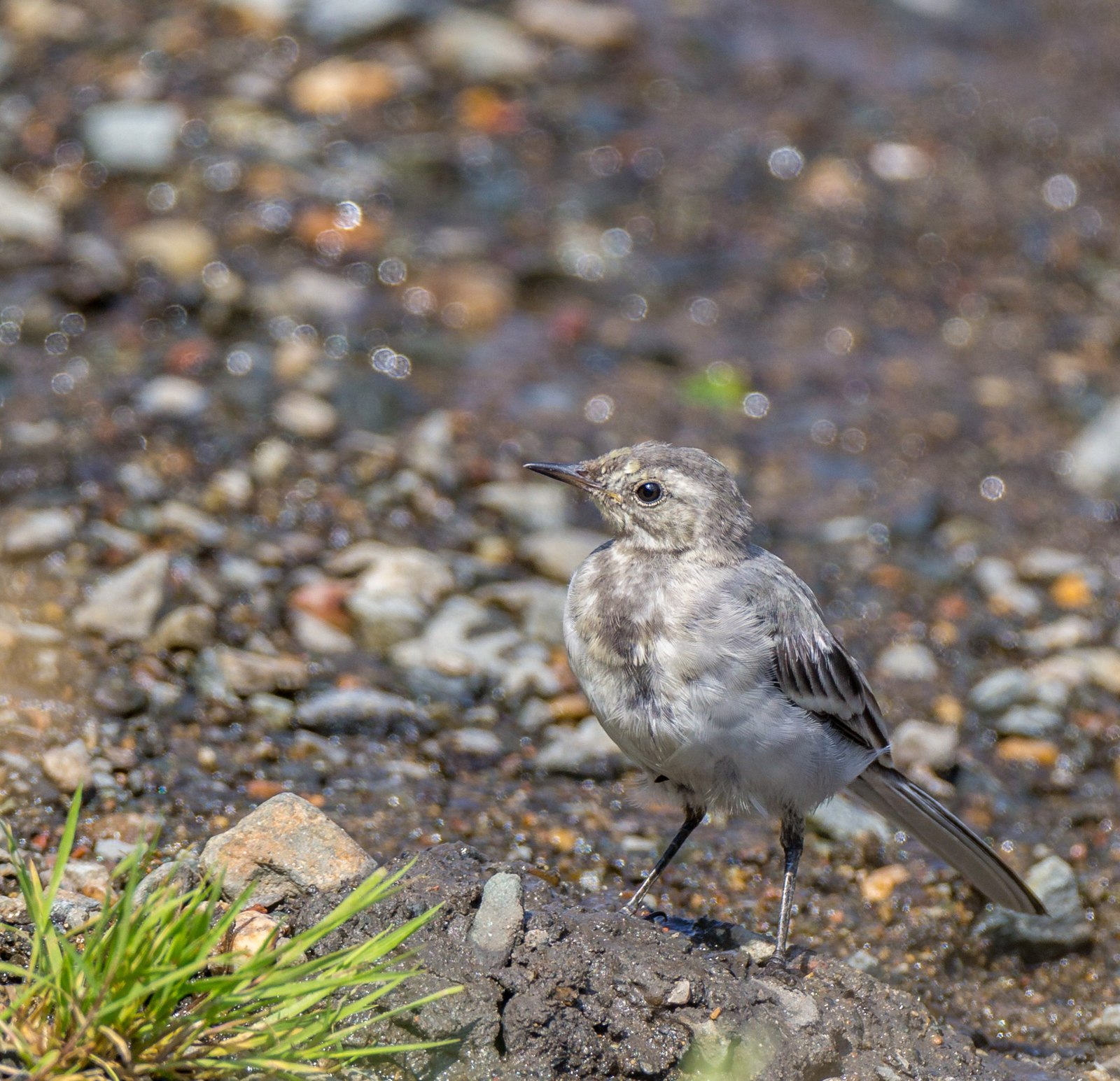 Some birds #2 - My, Birds, Photo, Photo hunting, Longpost, , , Canon 60d, Tamron