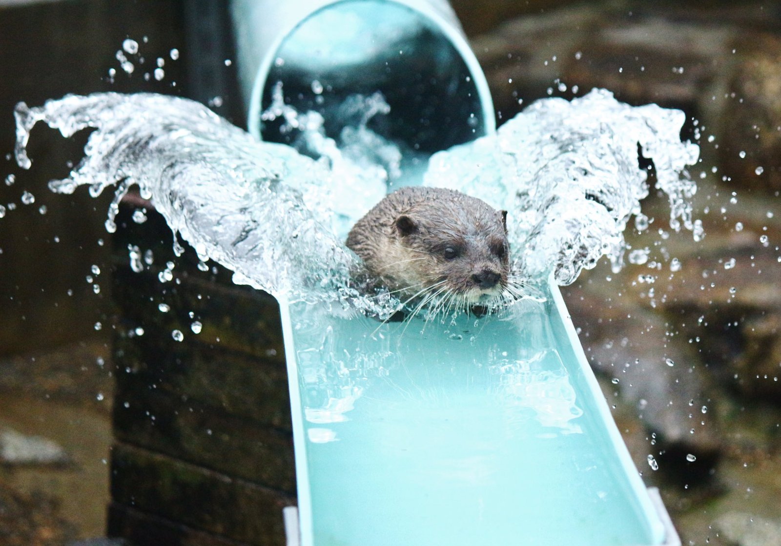 And I'm flying! - Otter, Otters, Milota, Animals