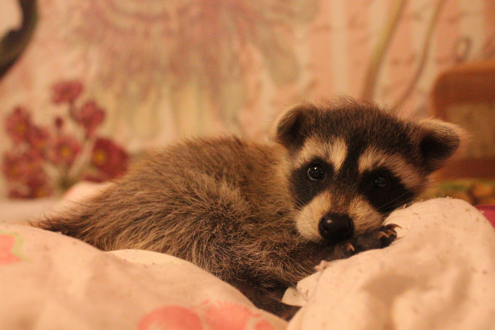 My little pet =) - My, Raccoon, Pet, forest dwellers, Timon, Pets