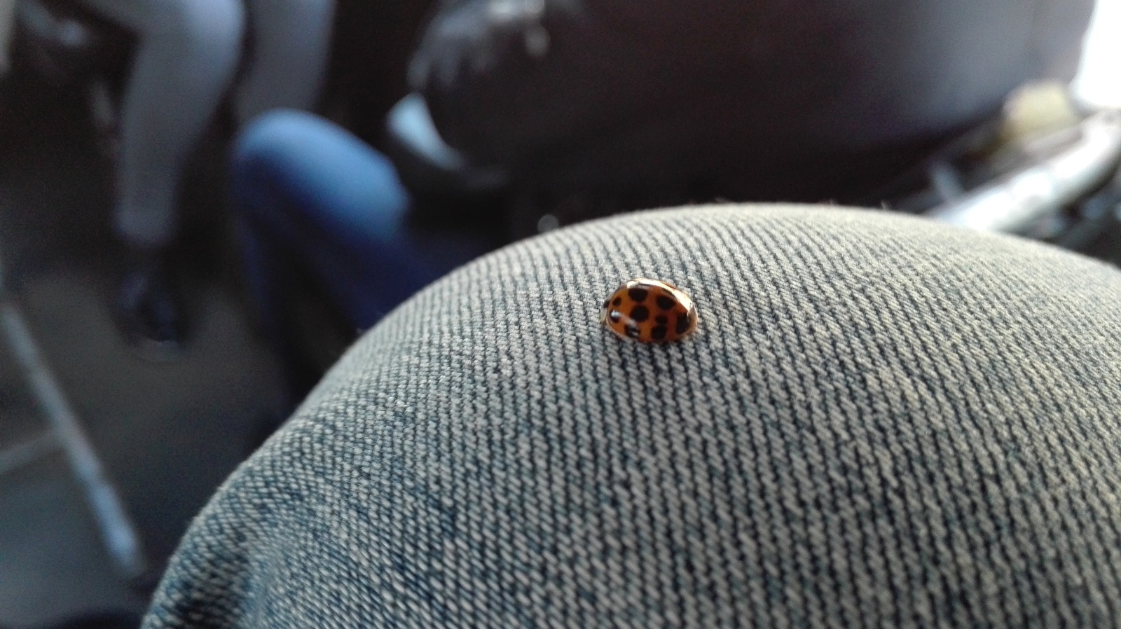 Ladybug riding a hare on her knee (c) - My, ladybug, Photo, Knee, Travelers, Hare, Bus