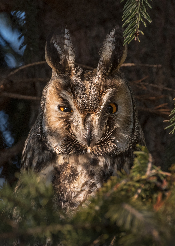 Morning is never good. - Good morning, Russia, Owl