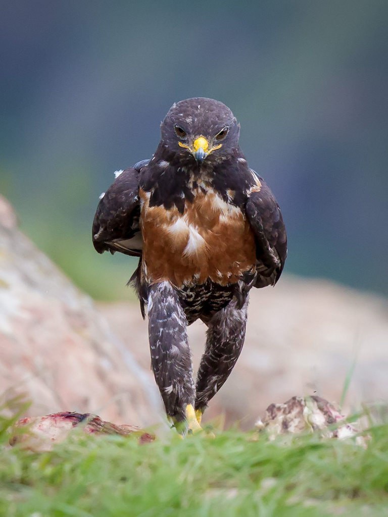 powerful bird - Photo, Eagle, Photoshop, Accordion, Longpost, Repeat