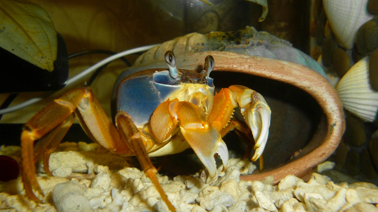 Aggressive crab and shrimp gathering. - My, Rainbow crabs, Crab, Fedor, Fedora, Shrimps, Aquarium, My, Video, Longpost