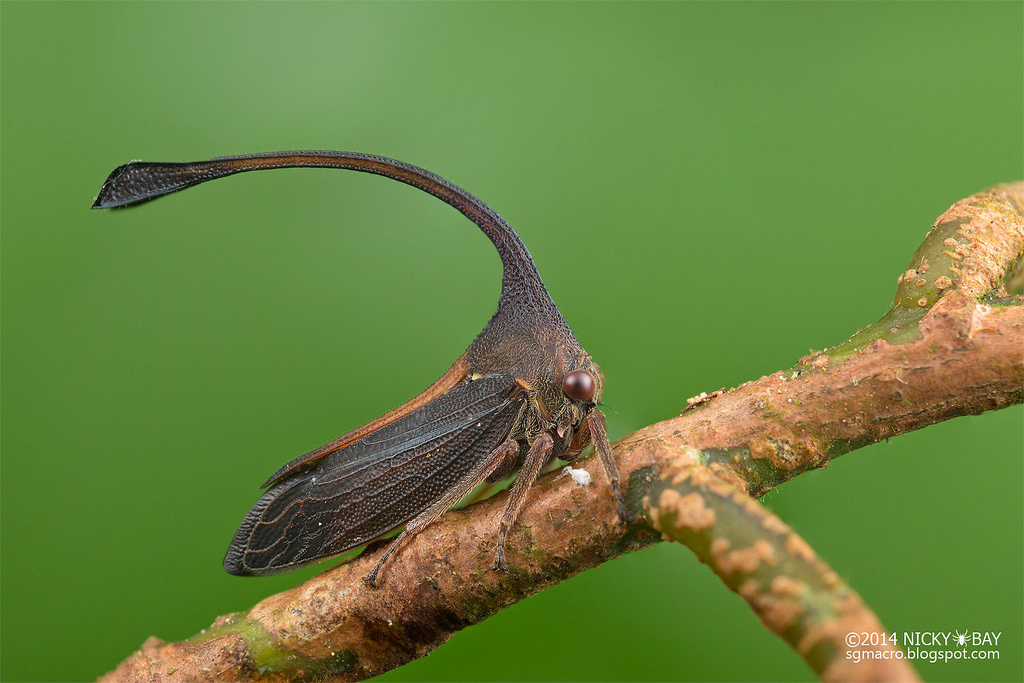 Macro Photos of Singapore's most unusual insects and arachnids. Nicky Bay - Photo, Insects, Macro, Singapore, , Longpost, Arachnophobia, Spider, Macro photography