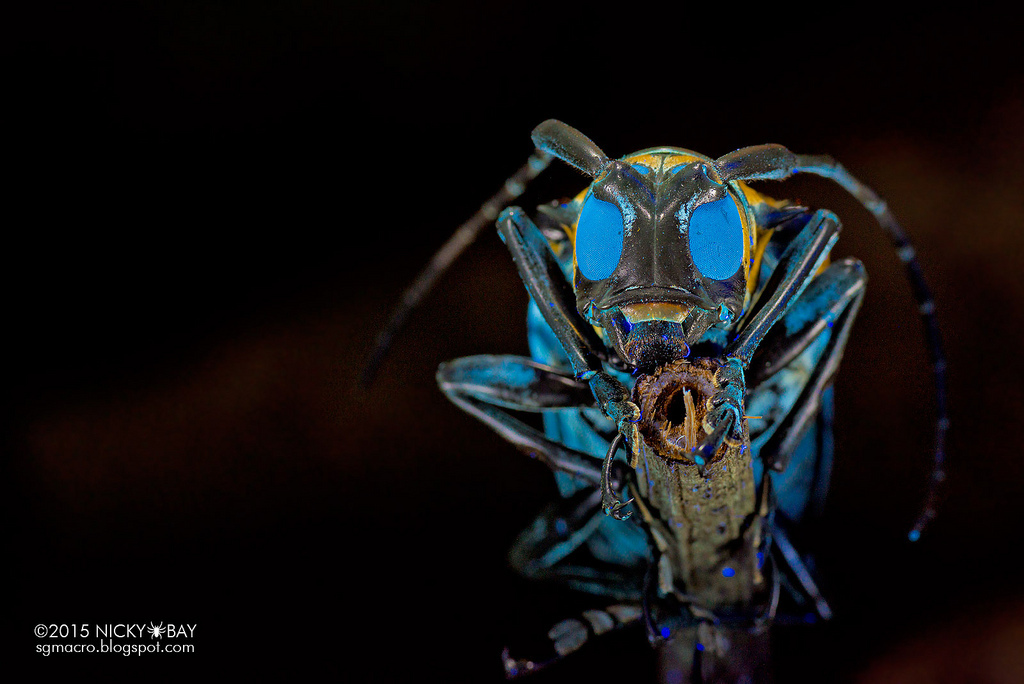 Macro Photos of Singapore's most unusual insects and arachnids. Nicky Bay - Photo, Insects, Macro, Singapore, , Longpost, Arachnophobia, Spider, Macro photography