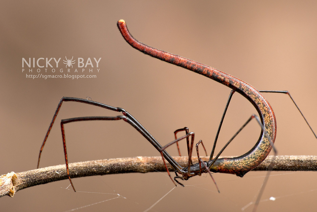 Macro Photos of Singapore's most unusual insects and arachnids. Nicky Bay - Photo, Insects, Macro, Singapore, , Longpost, Arachnophobia, Spider, Macro photography