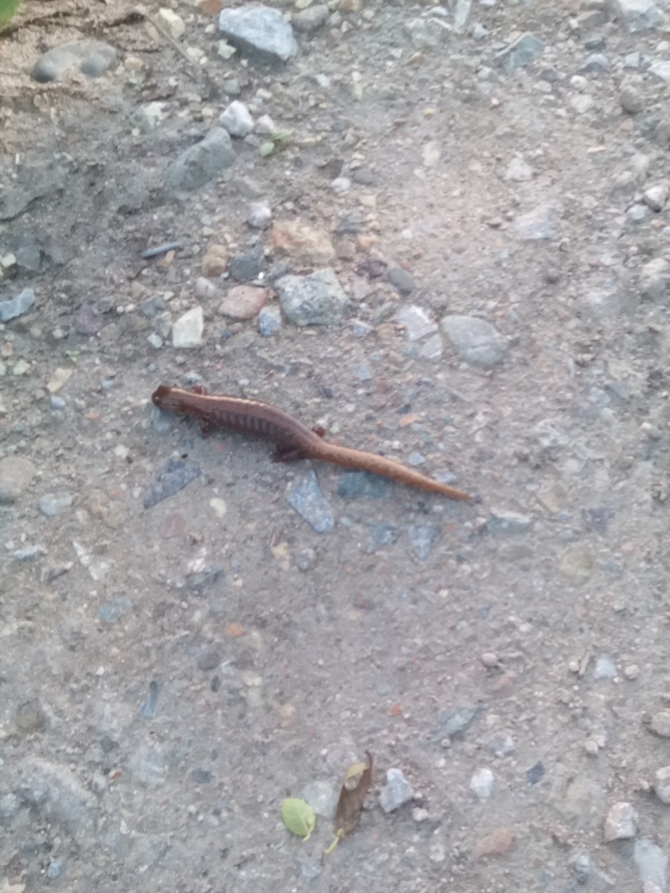 Creature on the street. - My, Scolopendra, Lizard, Creatures, Snake, Wet, Aliens, Question, Longpost