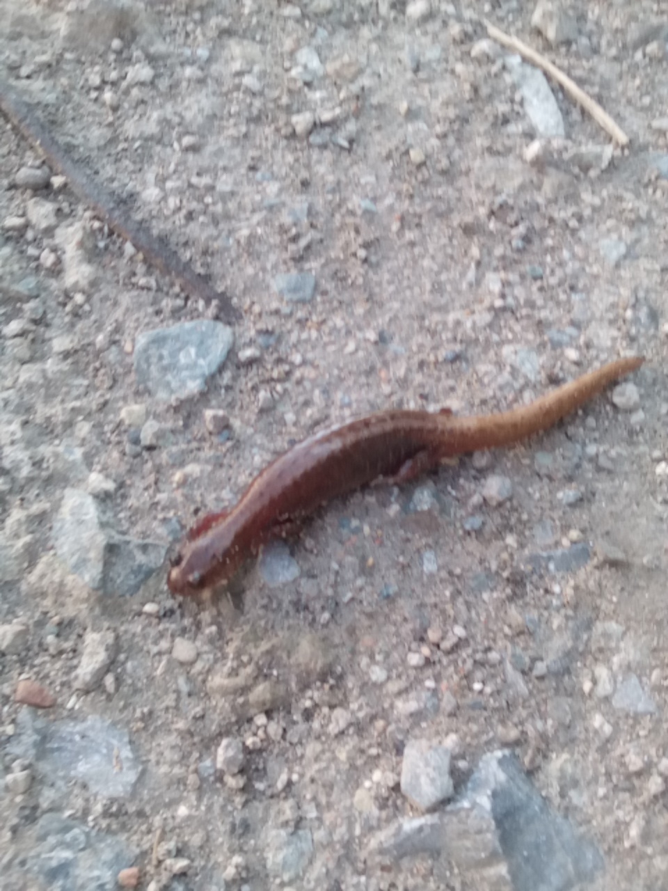 Creature on the street. - My, Scolopendra, Lizard, Creatures, Snake, Wet, Aliens, Question, Longpost