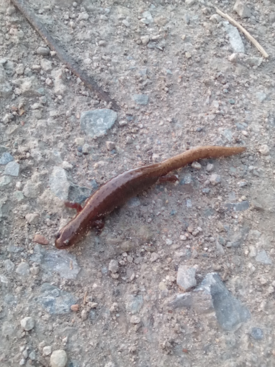 Creature on the street. - My, Scolopendra, Lizard, Creatures, Snake, Wet, Aliens, Question, Longpost