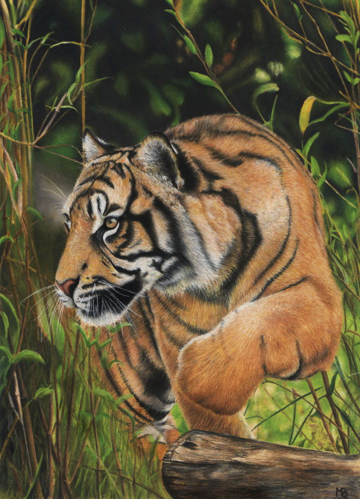 Tigers - My, Tiger, Pastel, Drawing, Animalistics, Animals, Longpost