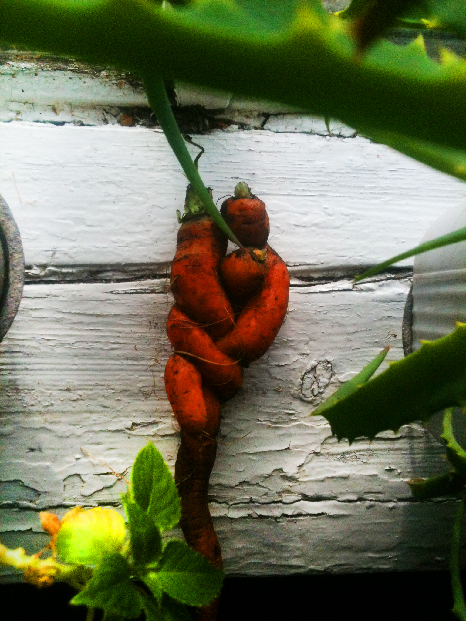 It's getting colder, time to harvest - My, Carrot, Harvest, Autumn, , , League of Leni