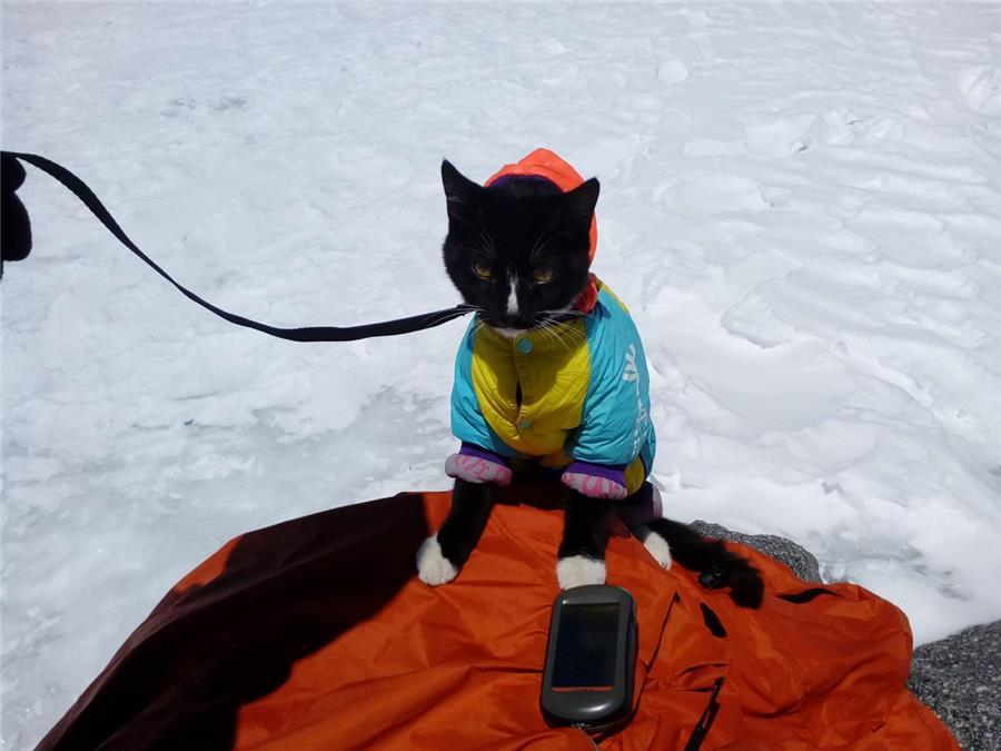 Cat-traveler visited Elbrus - cat, Travels, Elbrus, Nizhny Tagil, Hike, Longpost