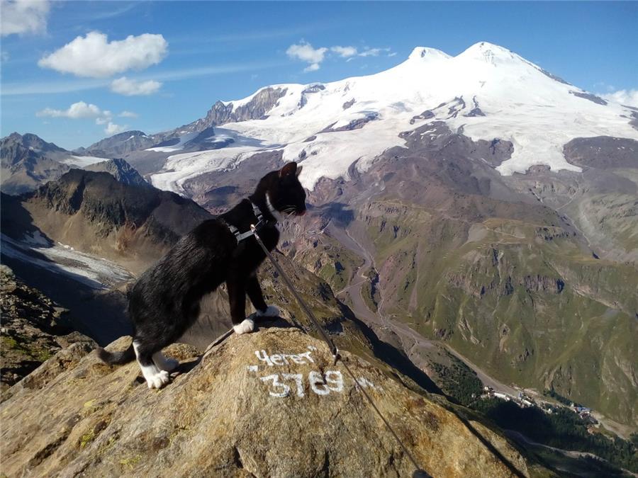 Cat-traveler visited Elbrus - cat, Travels, Elbrus, Nizhny Tagil, Hike, Longpost