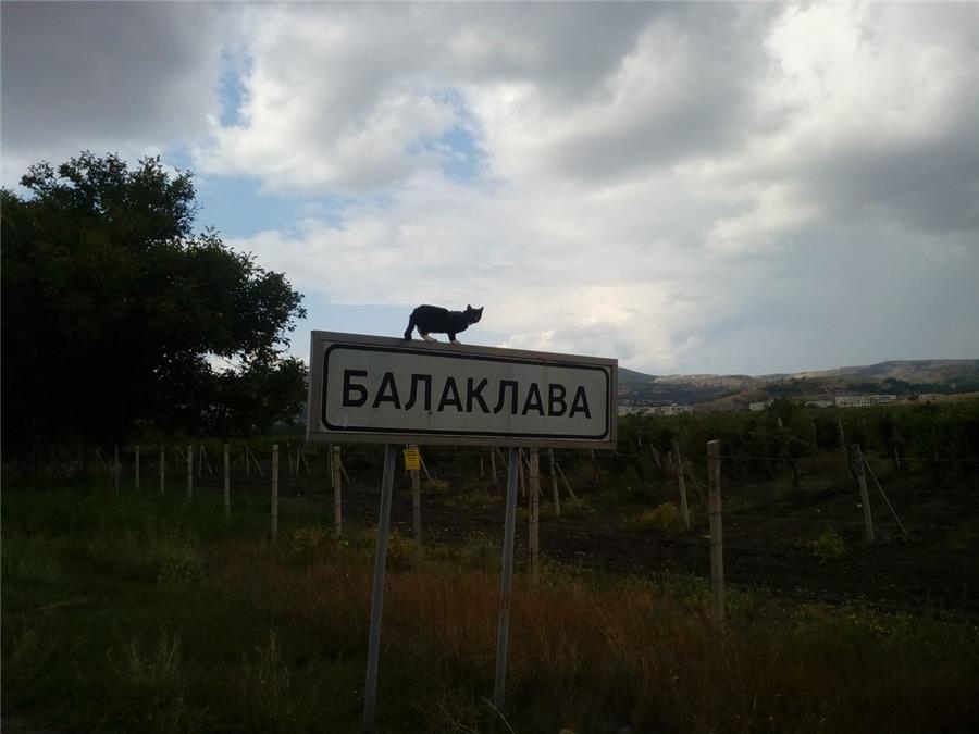 Cat-traveler visited Elbrus - cat, Travels, Elbrus, Nizhny Tagil, Hike, Longpost