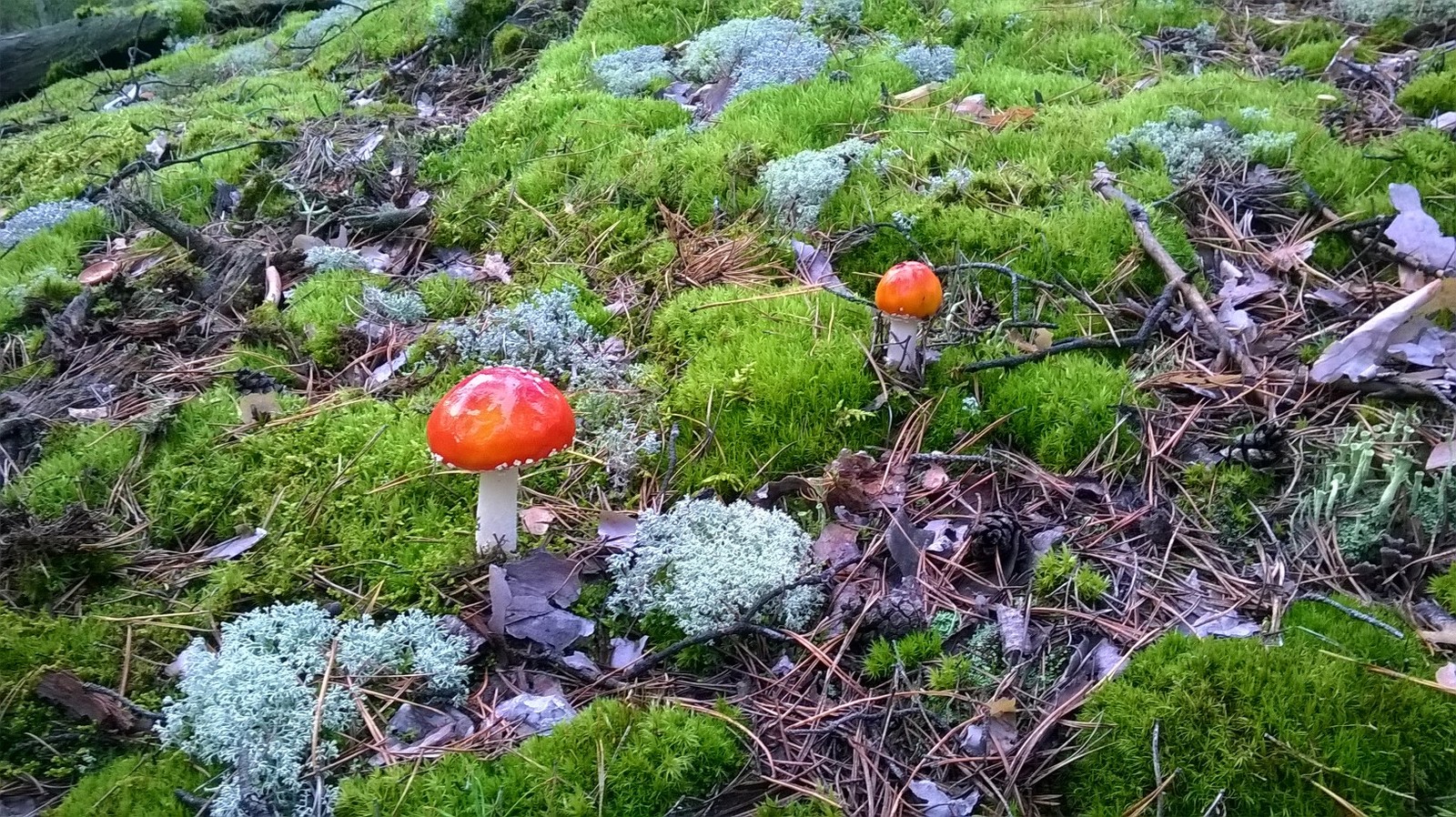 Fly agarics - My, Forest, Mushrooms, Nature, Longpost