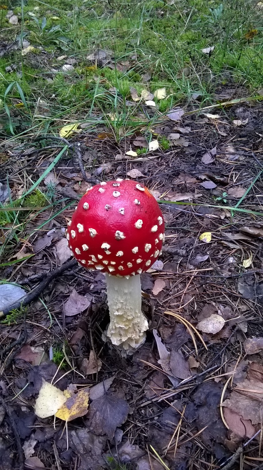 Fly agarics - My, Forest, Mushrooms, Nature, Longpost