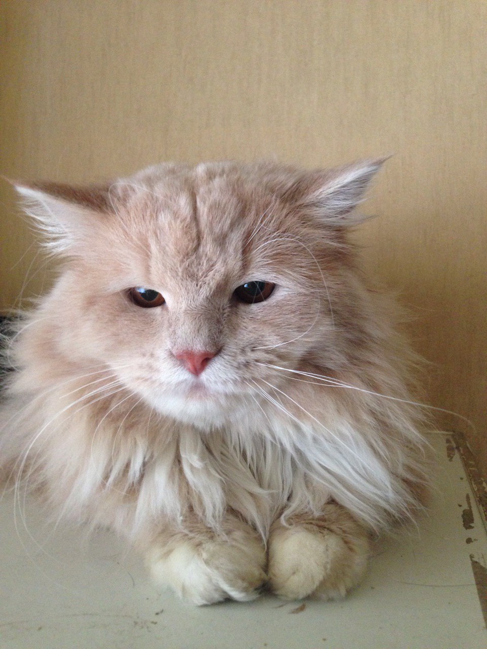 Missing cat in Balashikha - My, cat, Balashikha, The missing, Search, Help