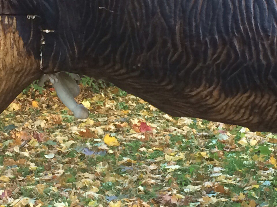 How mushrooms are camouflaged. - My, Elk, Toadstool, Autumn