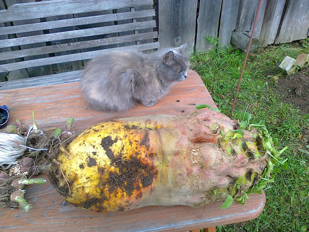 The harvest is ripe - My, cat, Photo, Harvest, Autumn