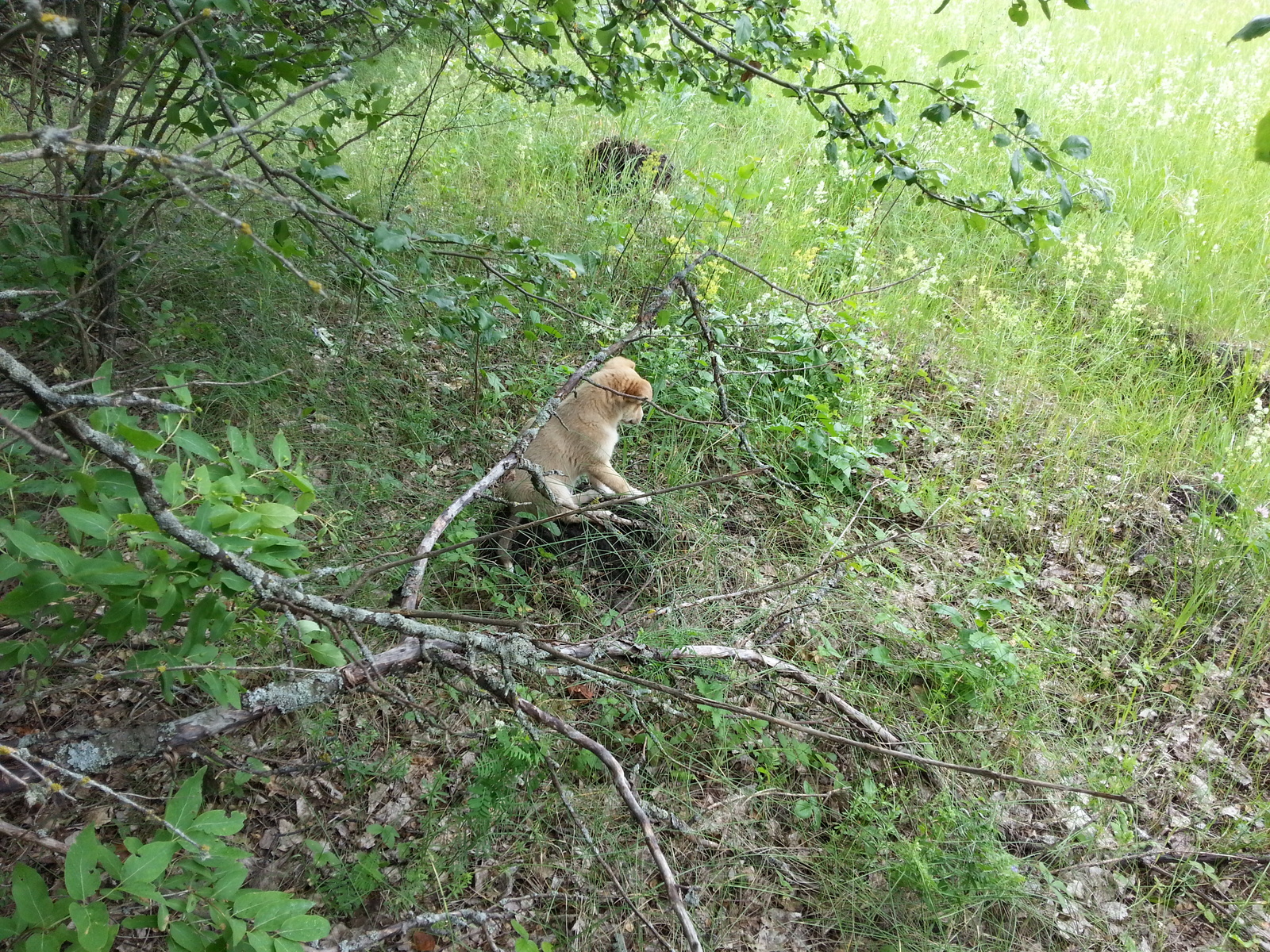 Just a puppy on a stump. - My, Puppies, Photo, Just