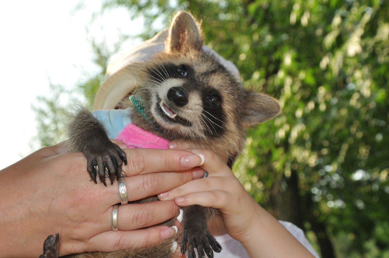 Smile - Photo, Raccoon