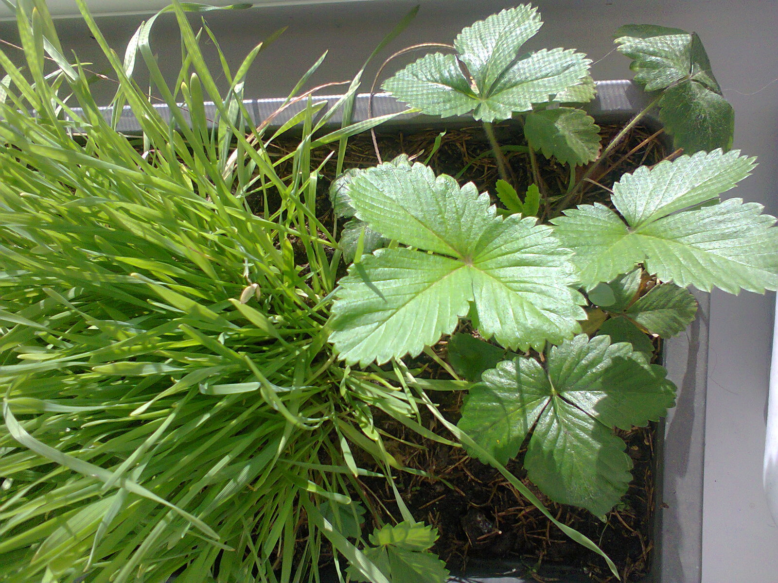 Autumn is an eccentric: hail in the morning, a thunderstorm in the afternoon, and a piece of summer on the windowsill. - My, Thunder, Thunderstorm, October, , Strawberry, Windowsill, cat, Ural