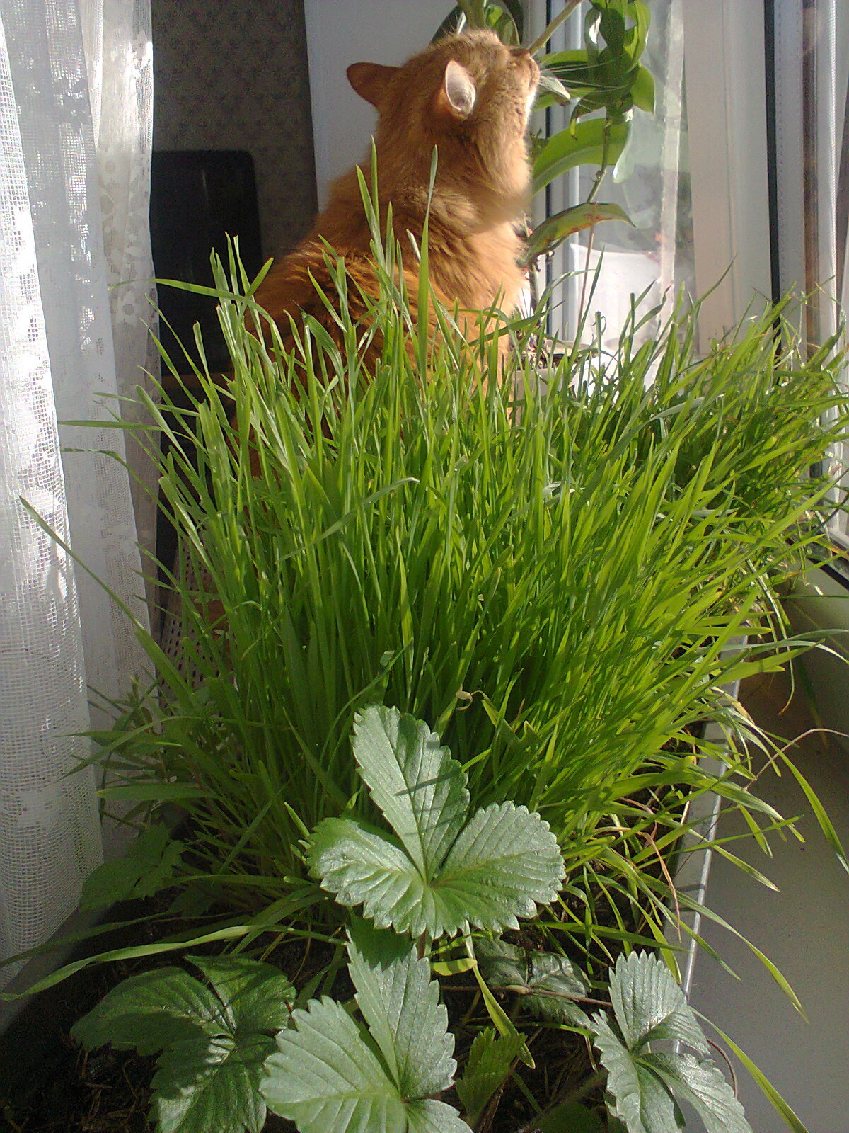 Autumn is an eccentric: hail in the morning, a thunderstorm in the afternoon, and a piece of summer on the windowsill. - My, Thunder, Thunderstorm, October, , Strawberry, Windowsill, cat, Ural