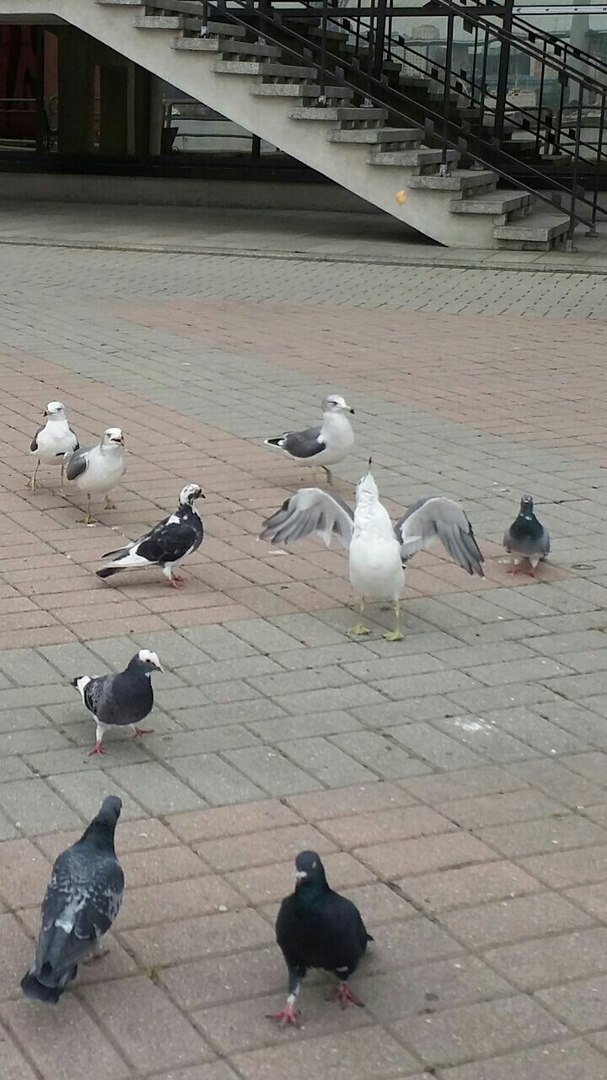 bird domination - My, Birds, Seagulls, Vladivostok