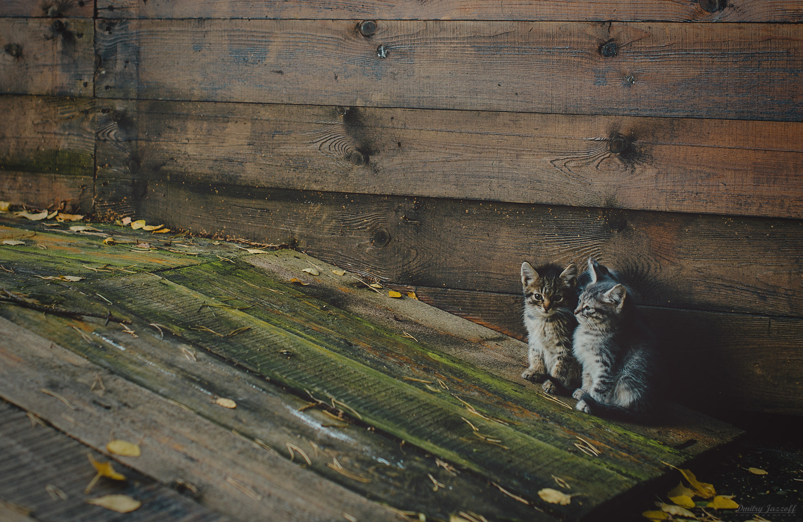 It got cold... - My, cat, Autumn, Cold, Pokrovskoye-Streshnevo, Moscow, Help, In good hands, I'll give it to good hands