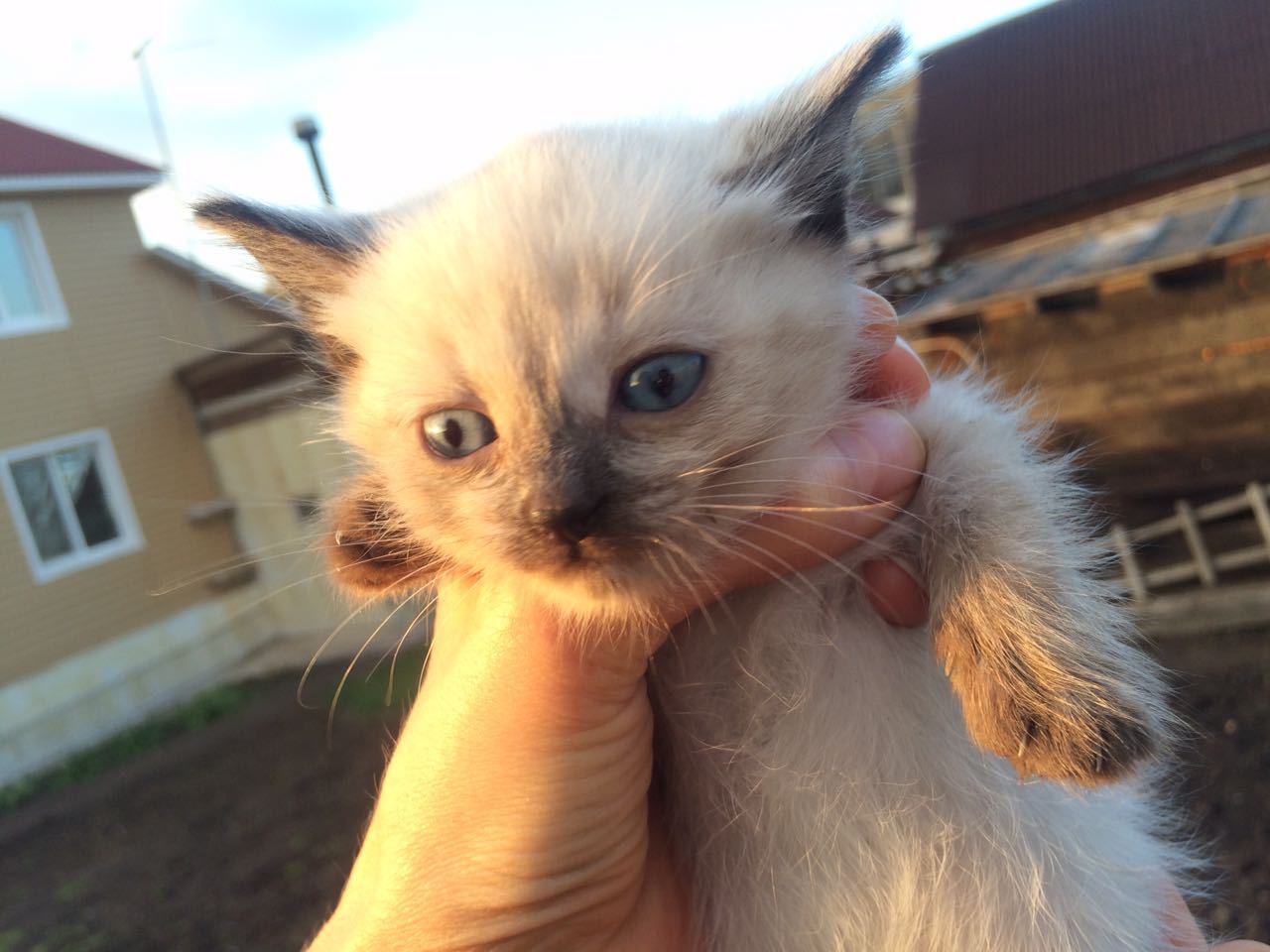 Krasnoyarsk, who wants kittens?! - My, Krasnoyarsk, cat, , I will give, Help