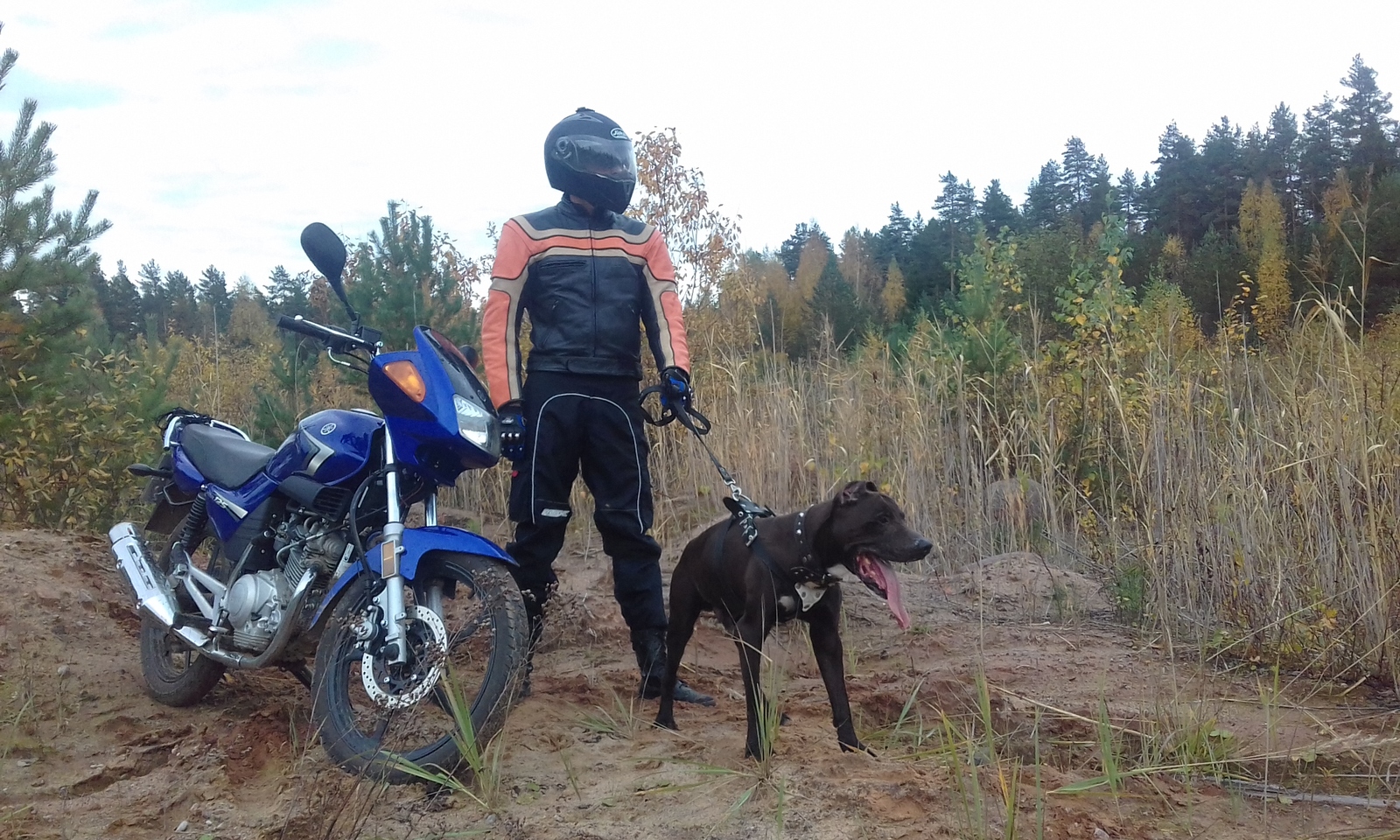 Autumn, Pitbull, Yamaha - My, Moto, Pitbull, Autumn, Photogenic, Longpost