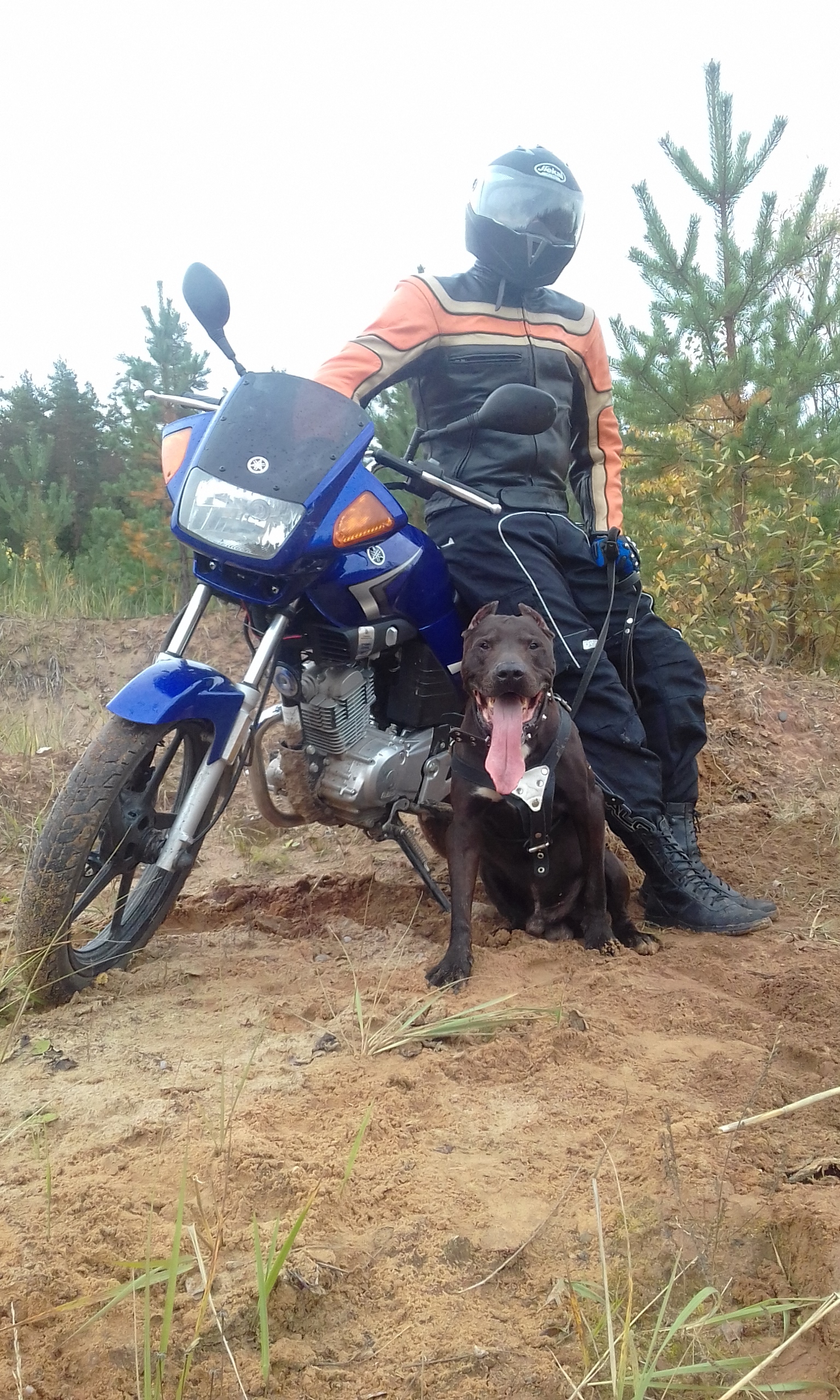 Autumn, Pitbull, Yamaha - My, Moto, Pitbull, Autumn, Photogenic, Longpost