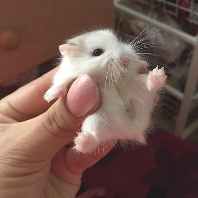 Babies - Hamster, Photo, Longpost