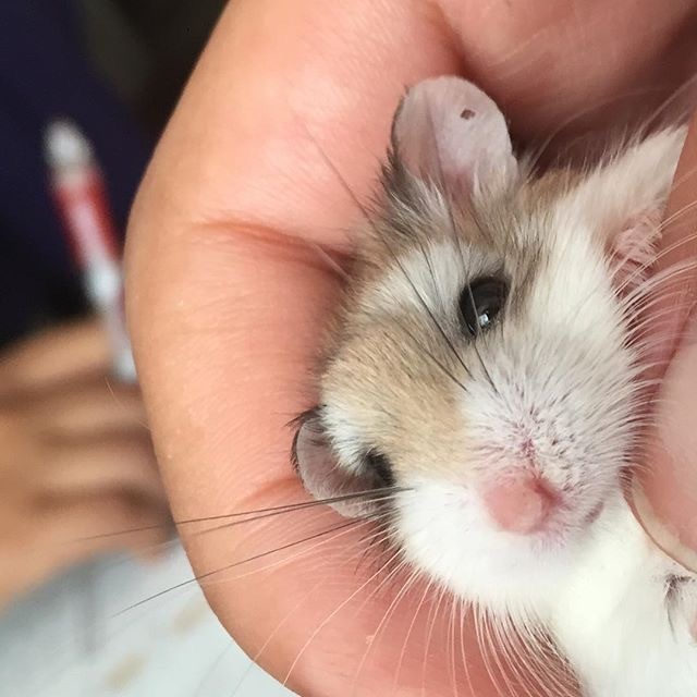 Babies - Hamster, Photo, Longpost