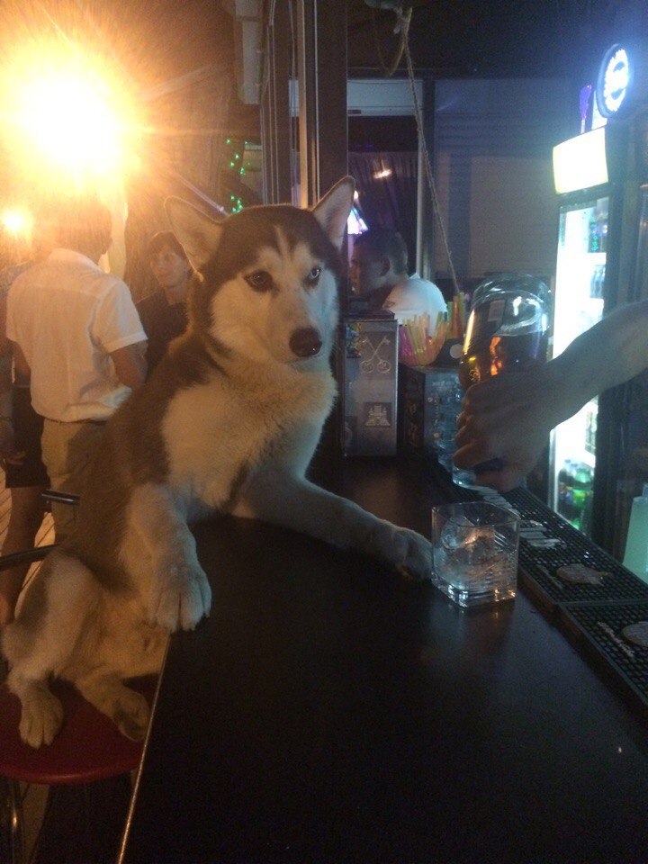 When you're tired and decide to have a drink - My, Husky, Dog, Bar