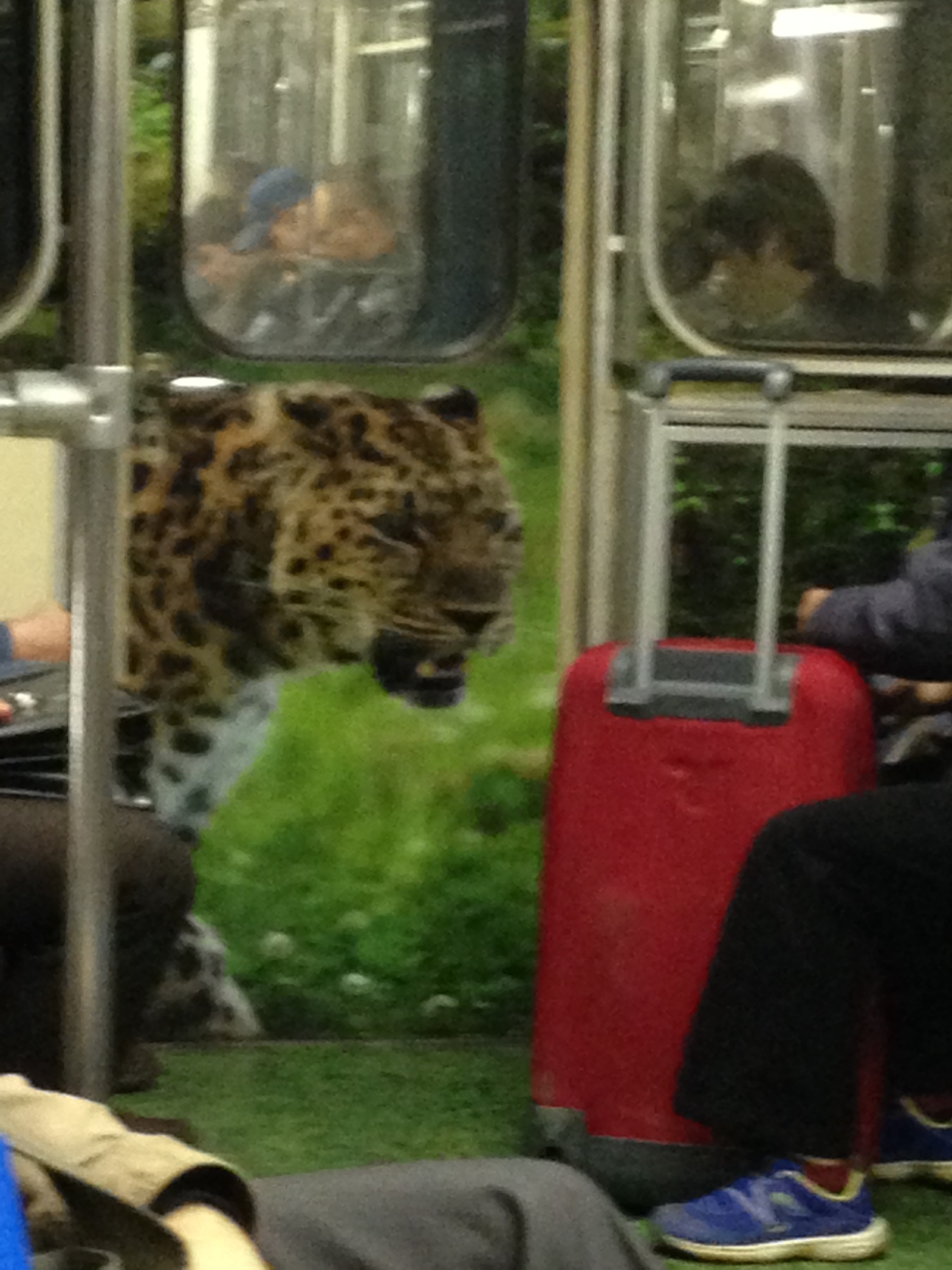 Underground carriage - My, Moscow Metro, Animals, , The photo, , Clouds, Grass, Longpost