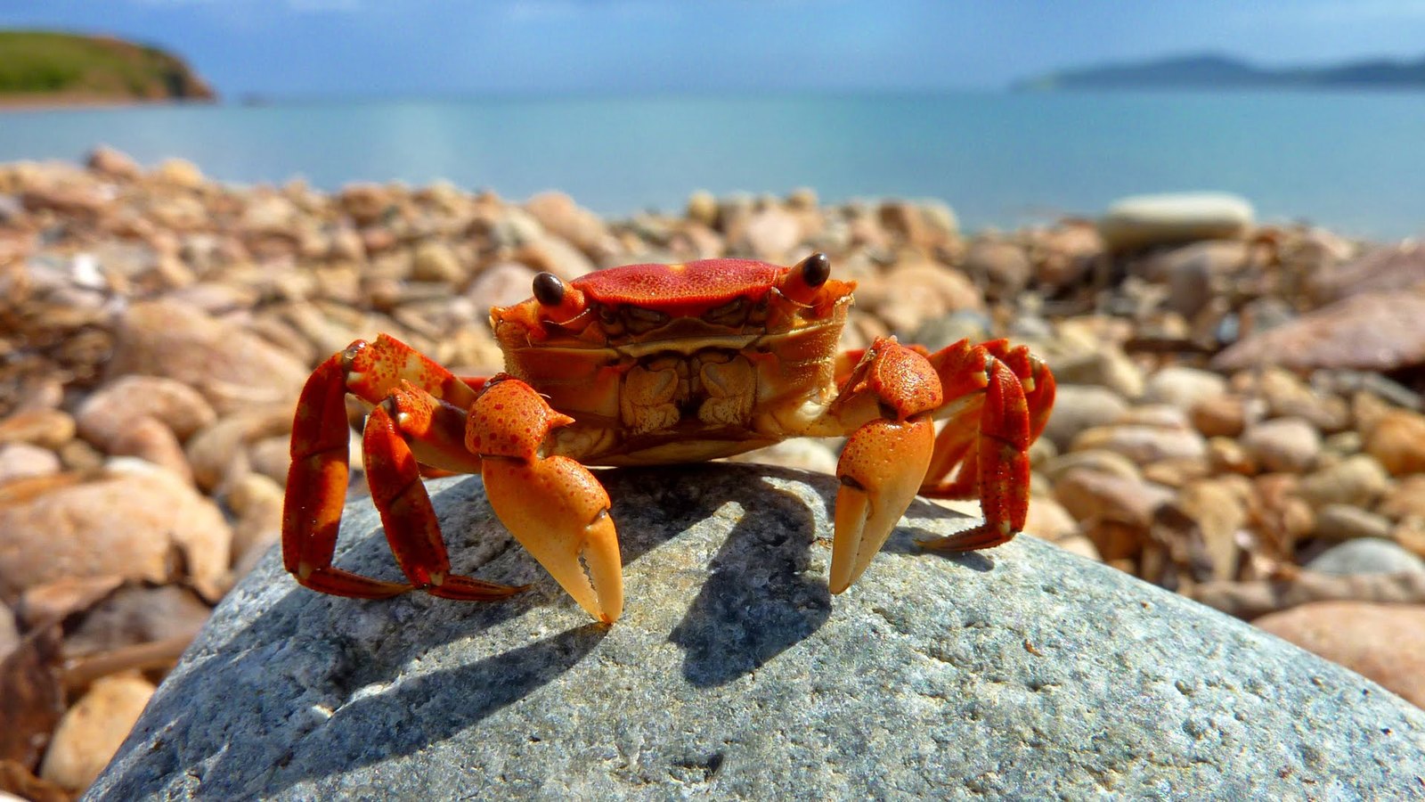 A treat that doesn't exist - My, Saint Petersburg, Help, Crab