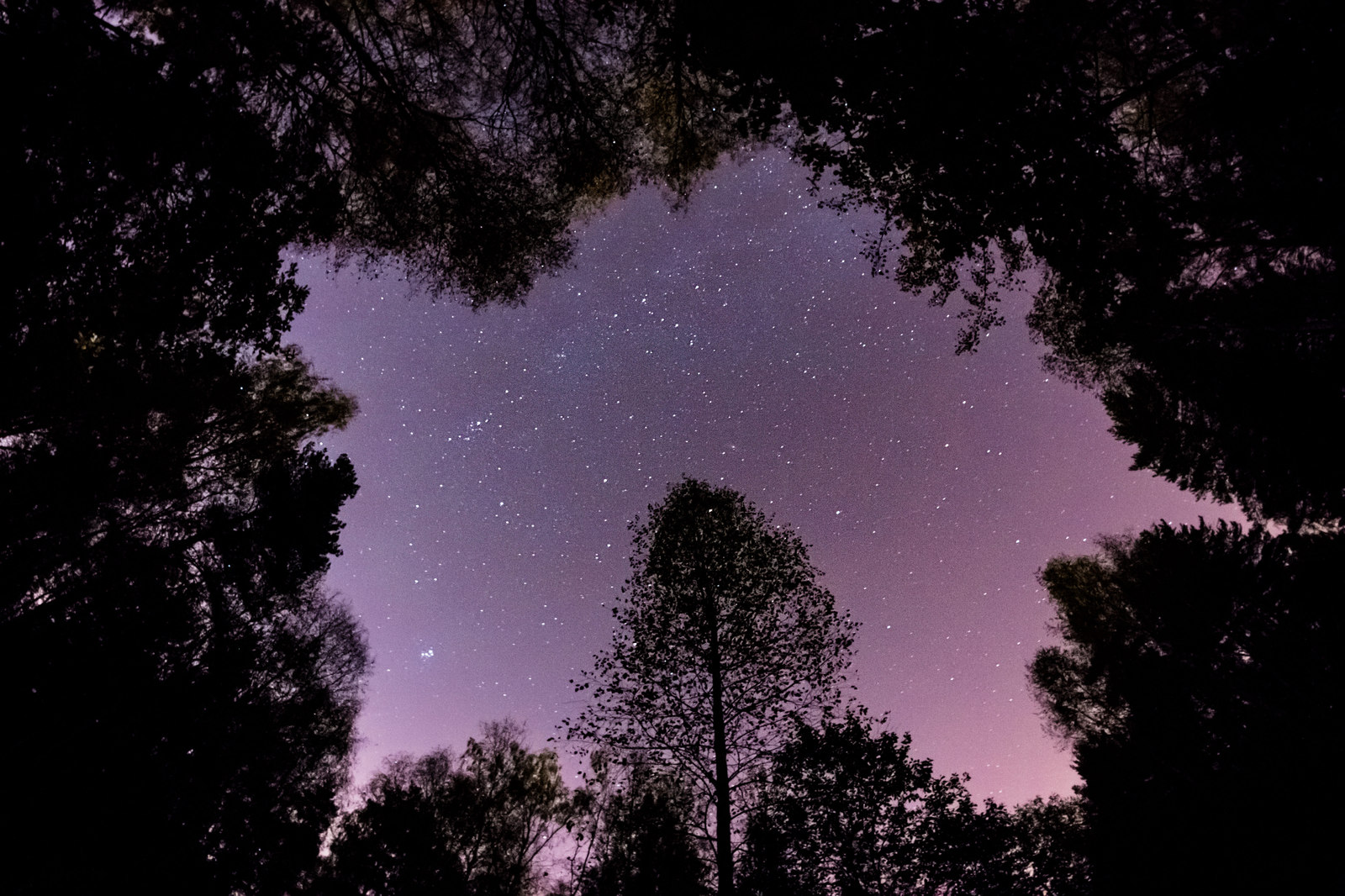 star autumn - My, The photo, Astrophoto, Forest, Подмосковье, Night