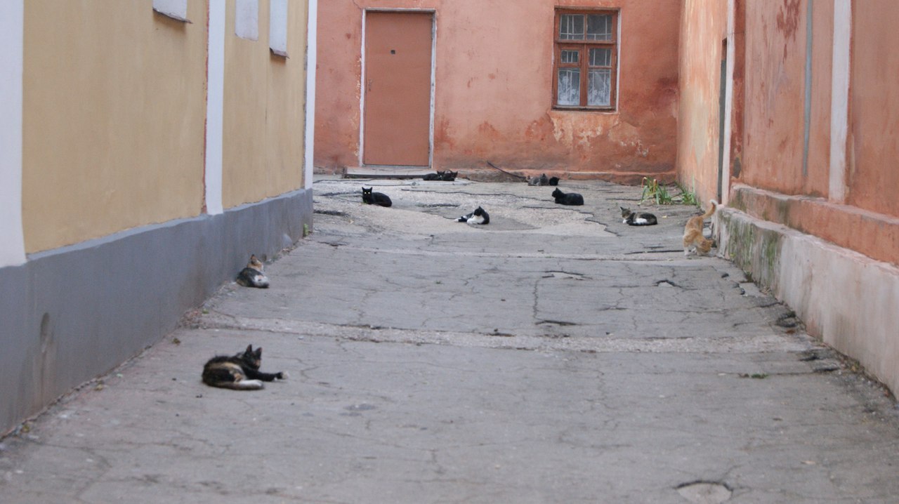 cat district - My, cat, Photo, Feodosia