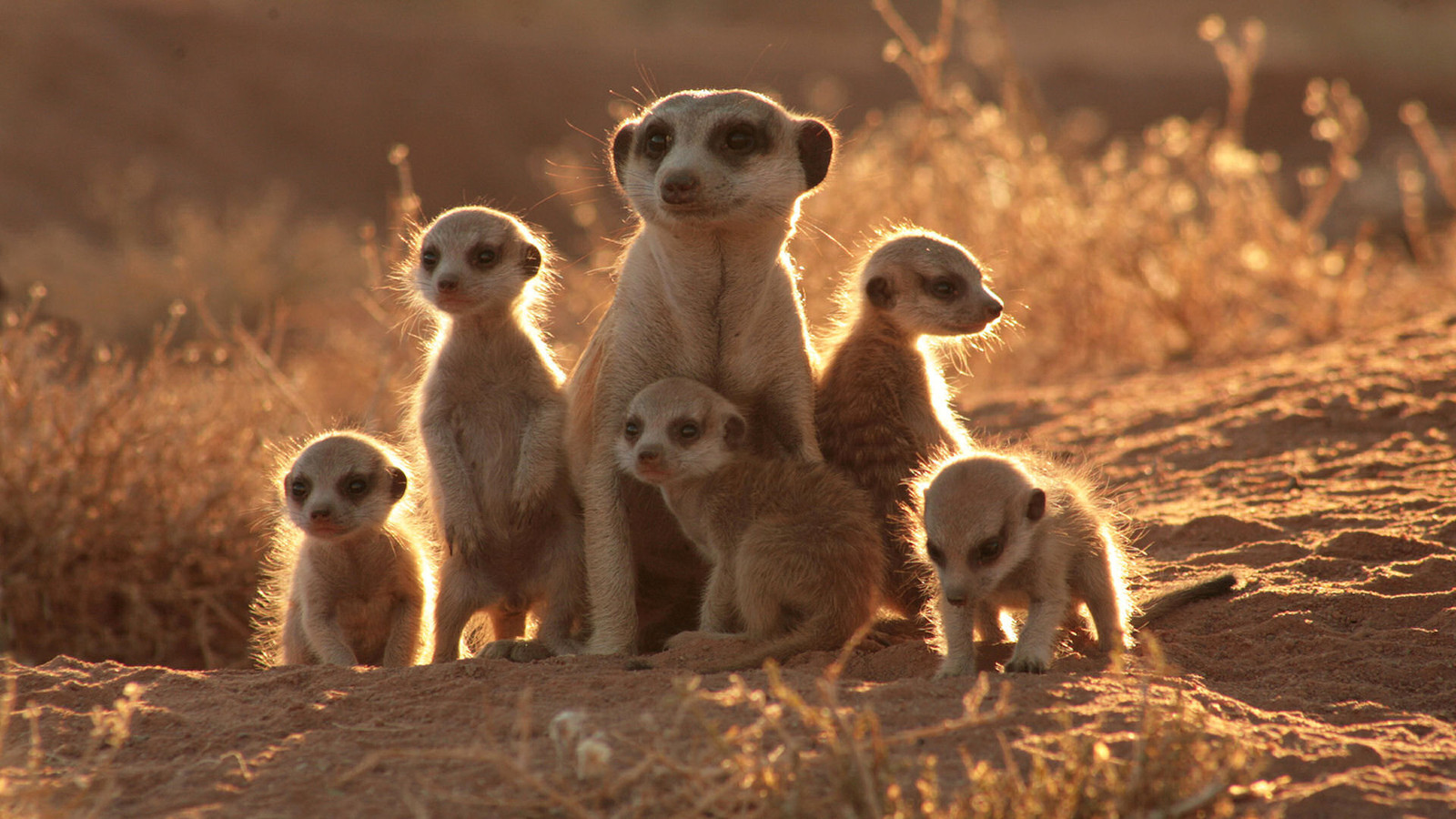 Aggression in animals - Meerkat, Bat, Evolution