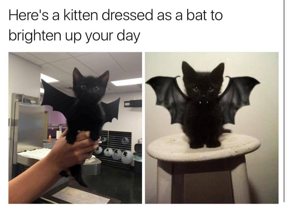 Since there are bats, there must be flying cats. - cat, Wings, Clothes for animals, Cosplay