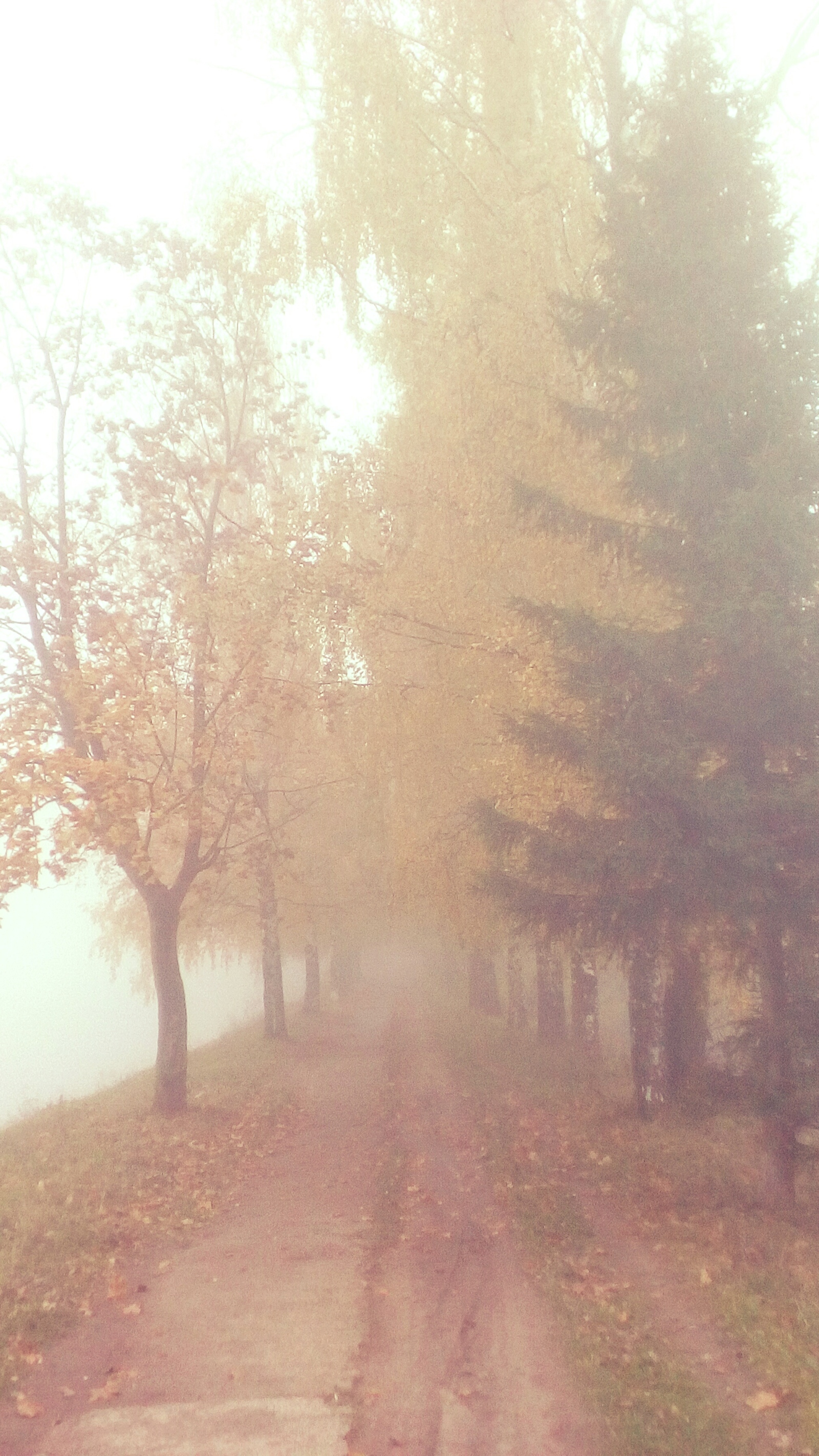 Fog on the lake - My, Lake, Autumn, Fog, , Longpost