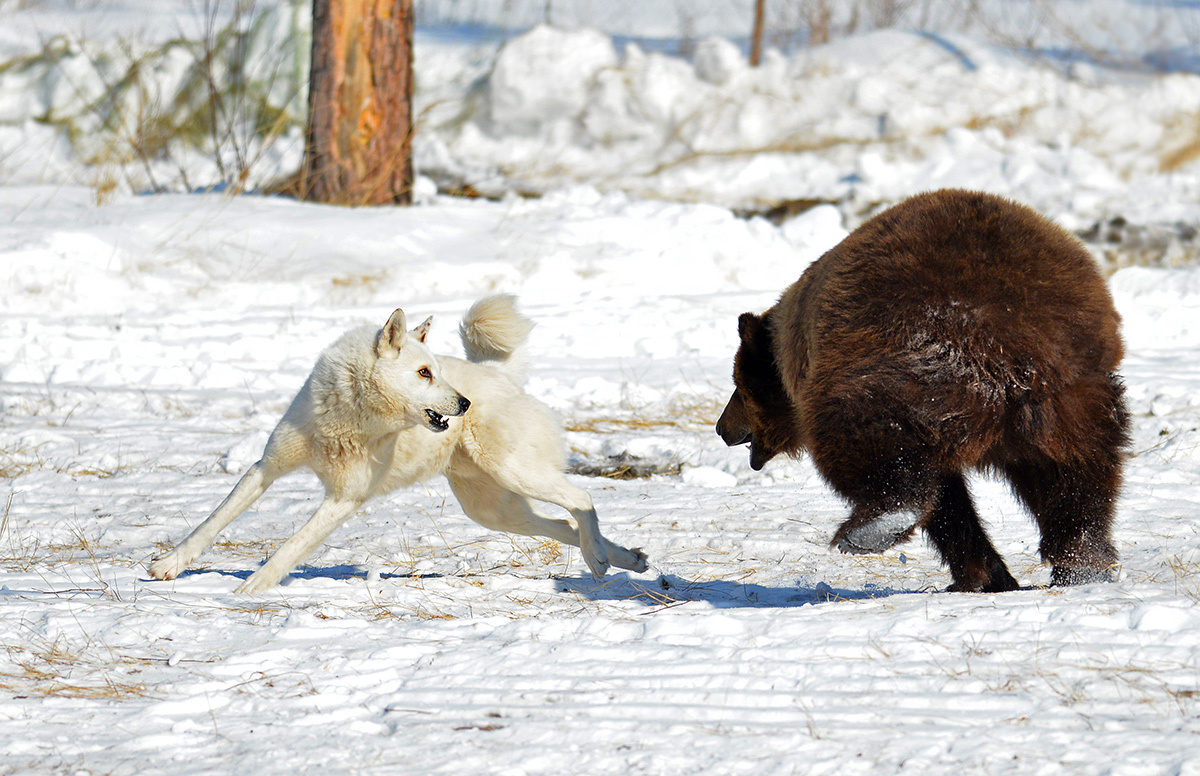 Волк против медведя. Западно Сибирская лайка медведь. Волки и медведи. Лиса против медведя.