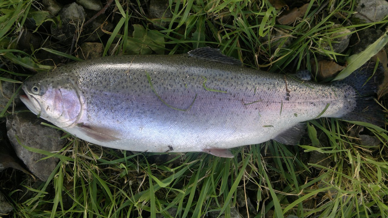 Fishing for rainbow trout on a spinning reel - Trout, Trout spinning, Spinning