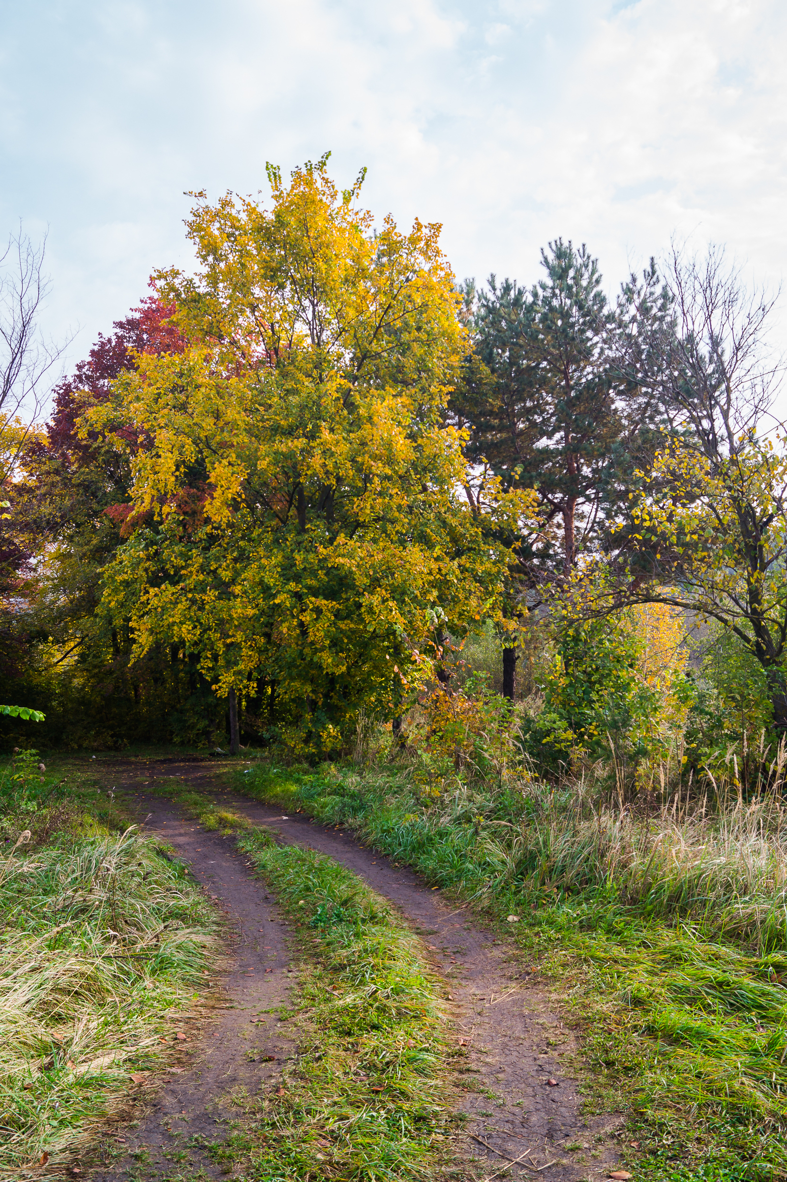 Road to autumn - My, Photo, Autumn, Landscape, , Lipetsk