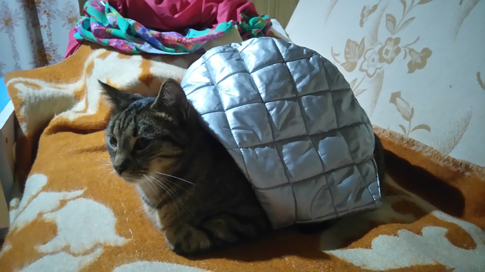 Turtle))) - My, cat, Turtle, Humor, Enaid