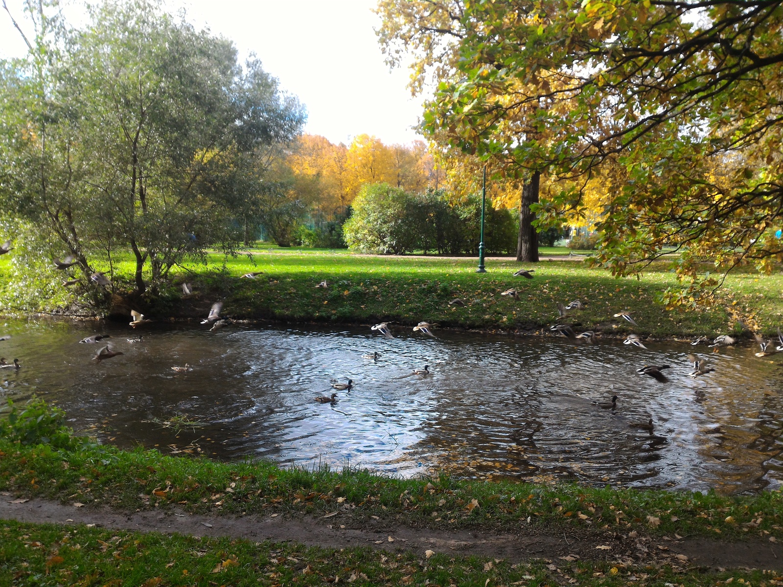 Autumn colors in the Tauride Garden - My, Saint Petersburg, Autumn, Photo, Longpost