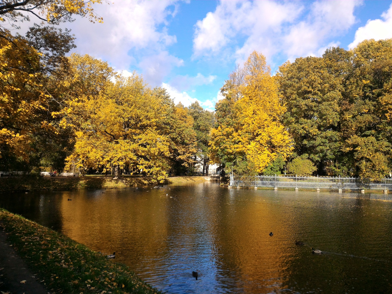 Autumn colors in the Tauride Garden - My, Saint Petersburg, Autumn, Photo, Longpost